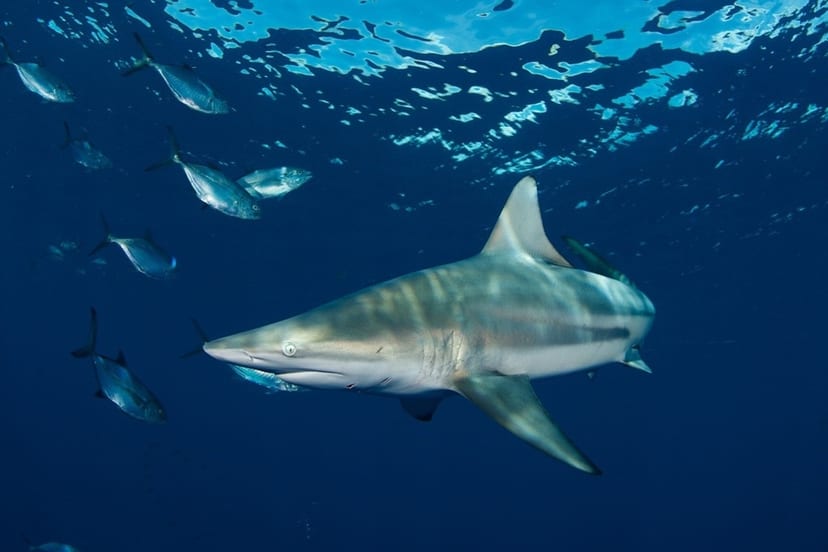 Blacktip Sharks Hear Sounds From Nearly 250 Feet Away
