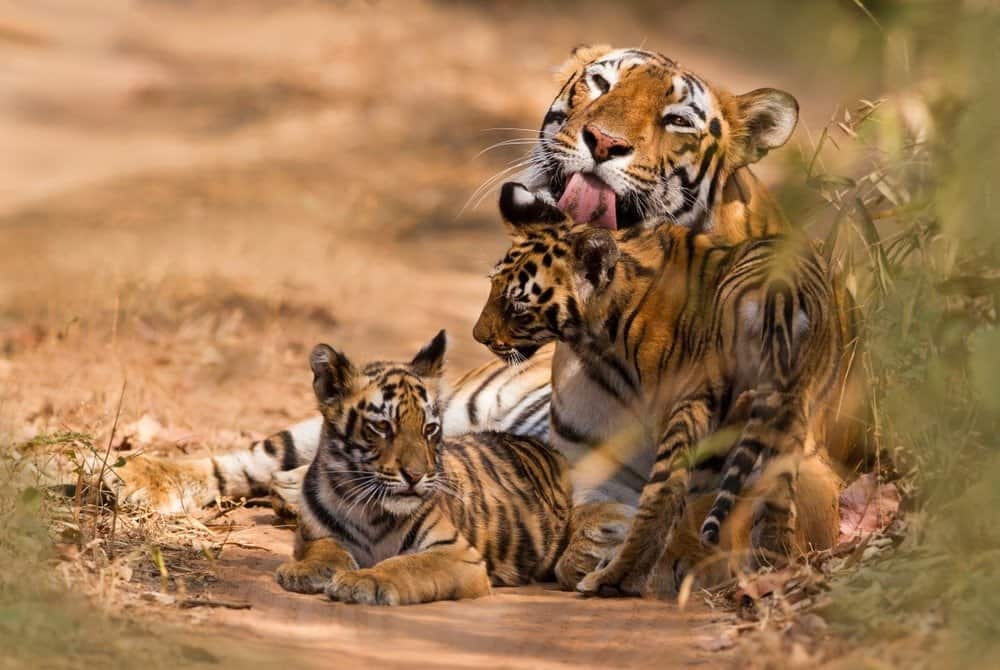 Tiger Mom Mae Kaew Raises Nine Cubs as Thailand's Tigers Rise