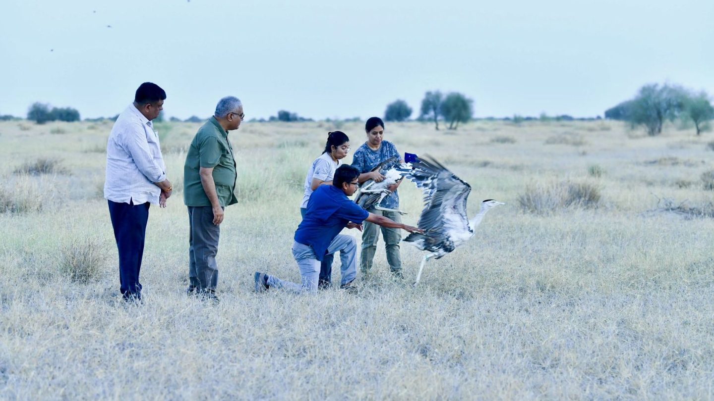 First Captive-Bred Great Indian Bustards Released in Rajasthan