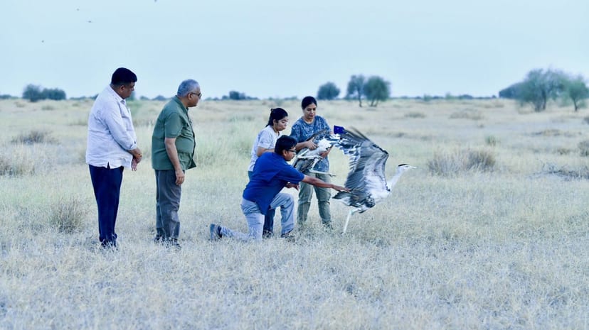 First Captive-Bred Great Indian Bustards Released in Rajasthan
