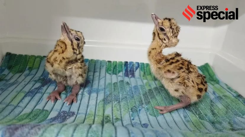 First Captive-Bred Bustards Set for Wild Release Sunday