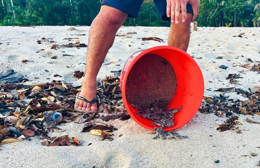 Turtles as Ecosystem Engineers
