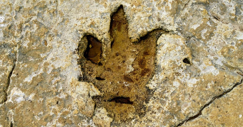 Why this is a paleontology first
